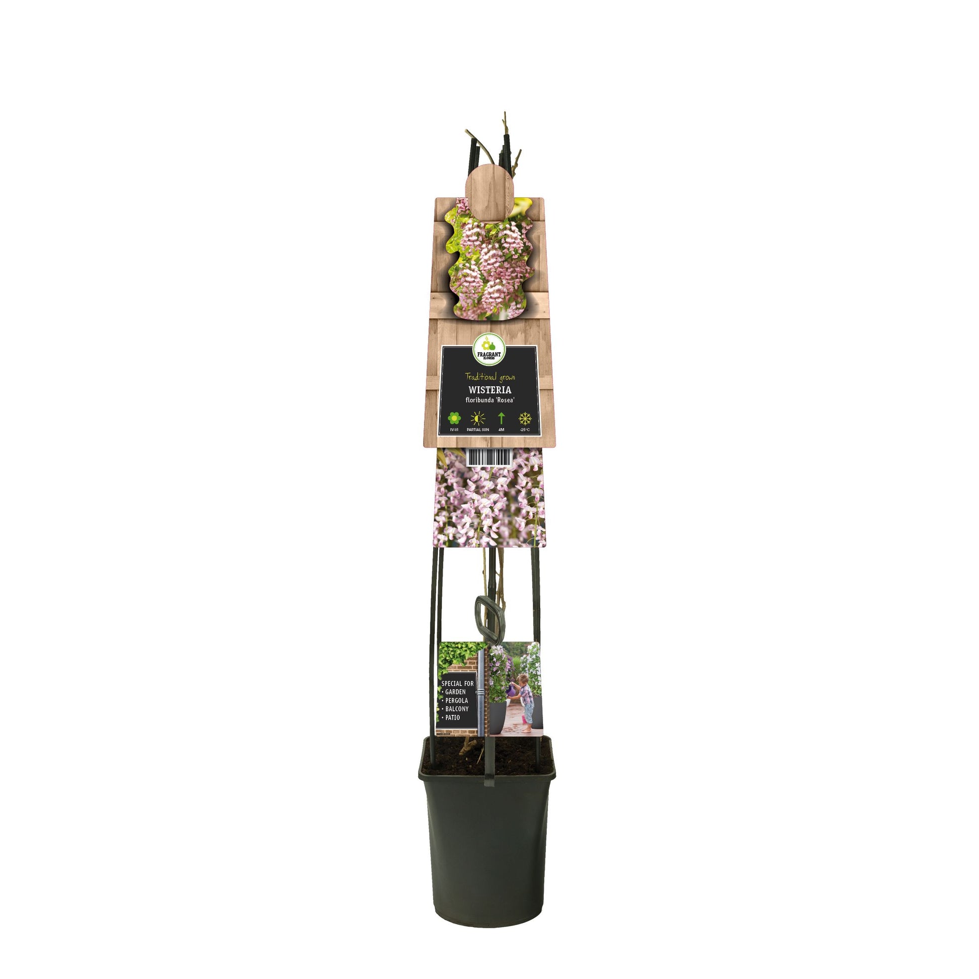 Wisteria Floribunda Rosea - pink