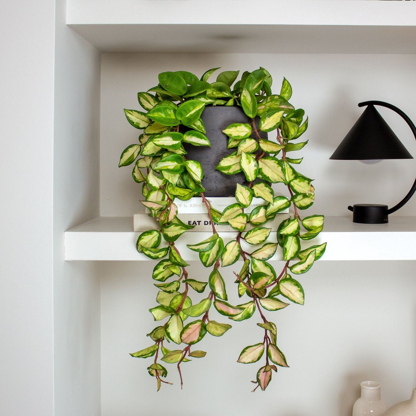Hoya