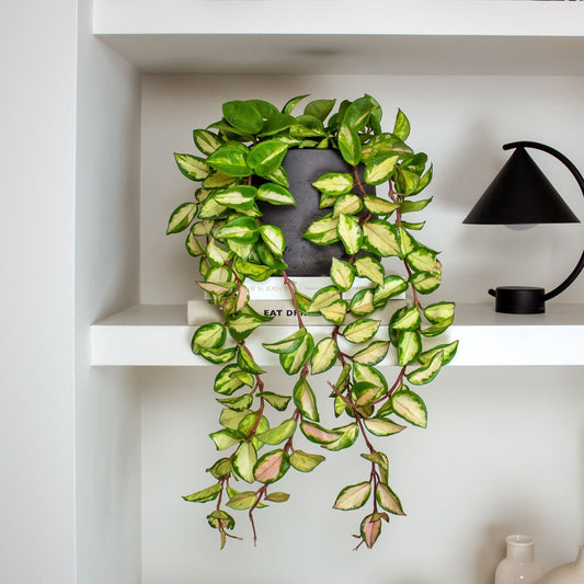 Hoya