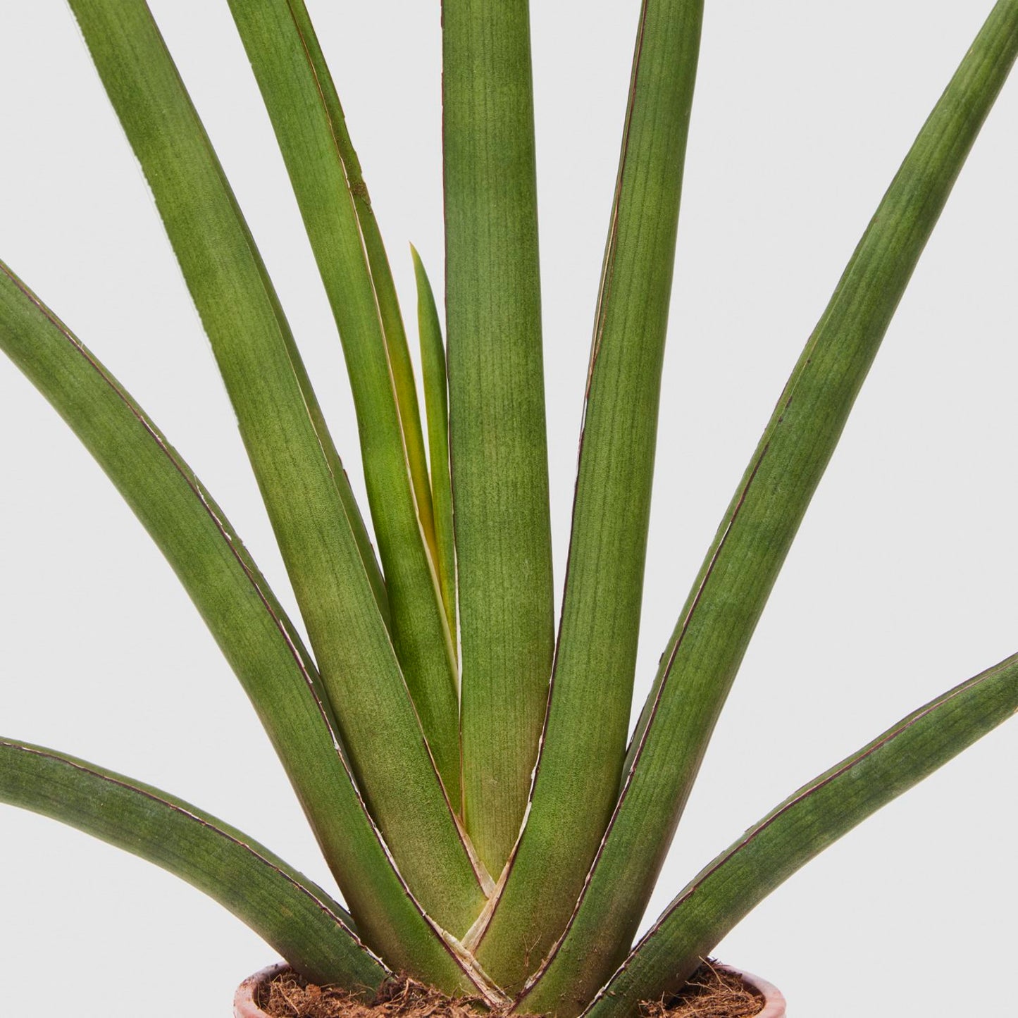 Sansevieria cylindrica