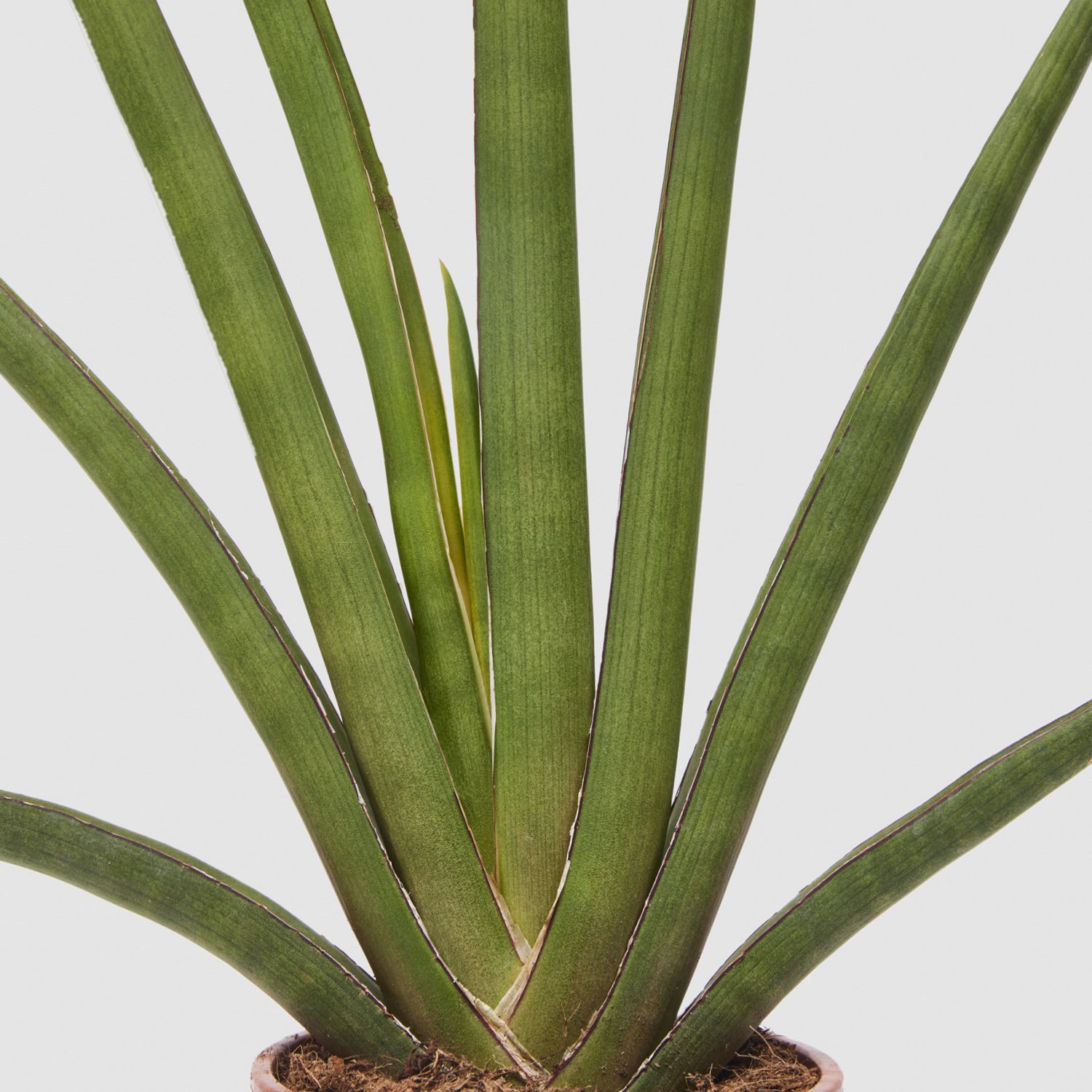 Sansevieria cylindrica