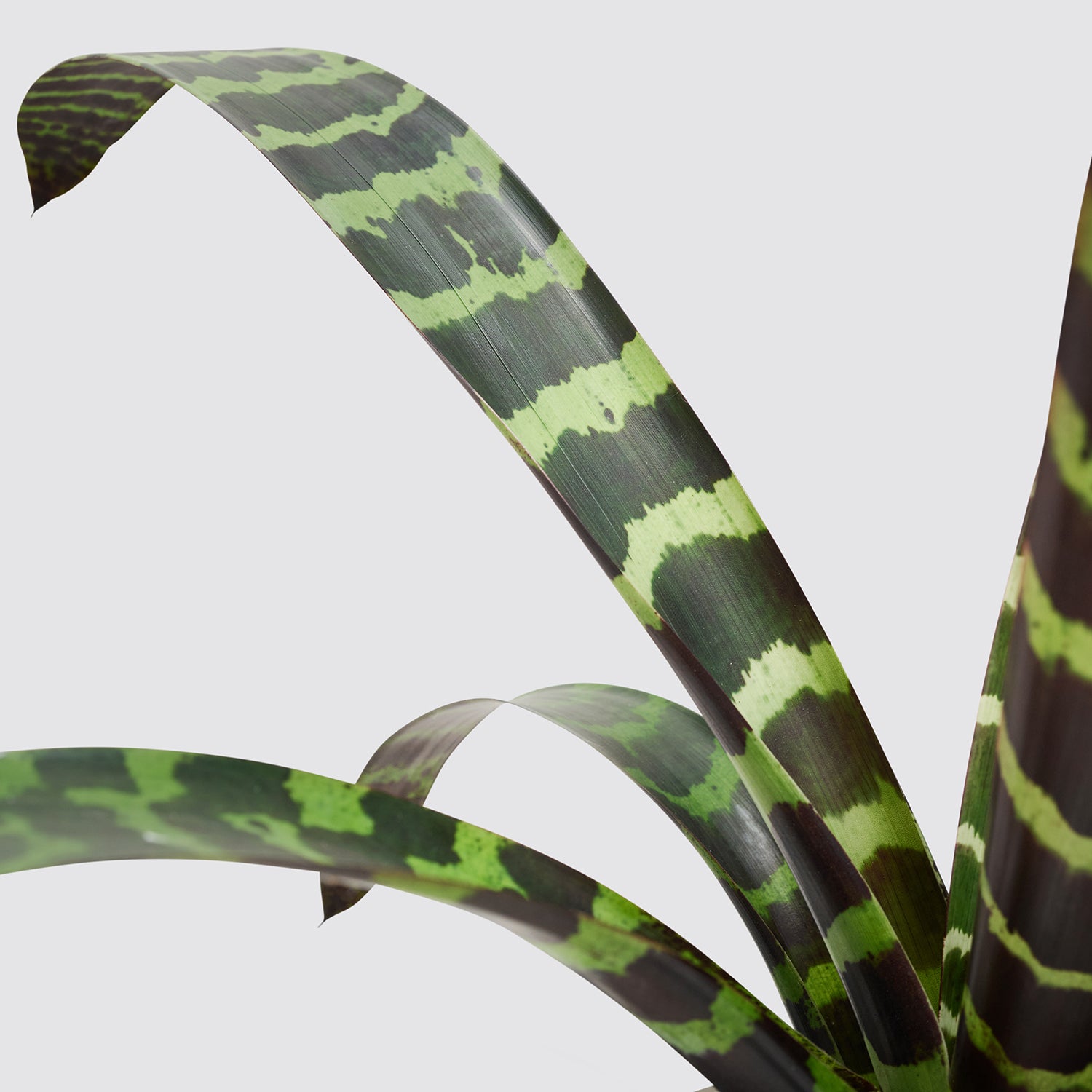 Vriesea Era 'Forrest' | Patch Plants