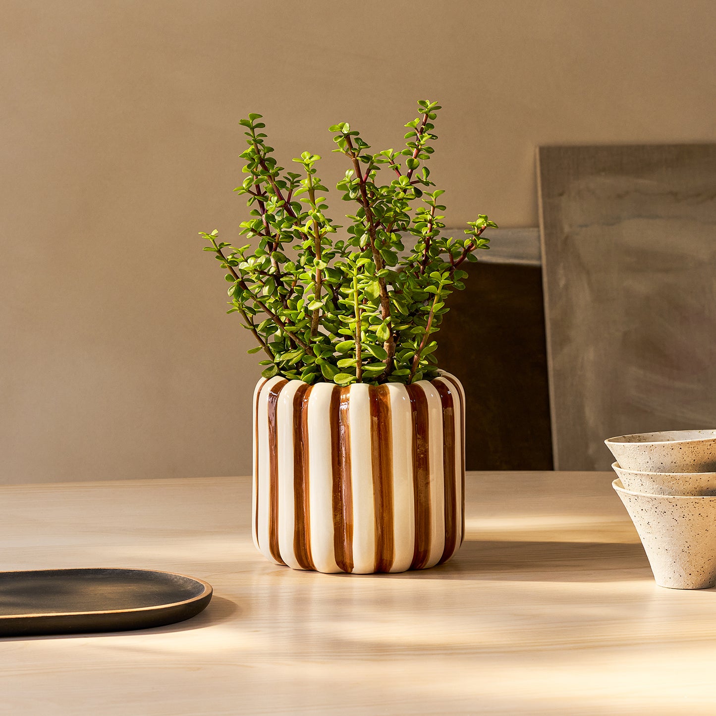 Portulacaria afra | Patch Plants