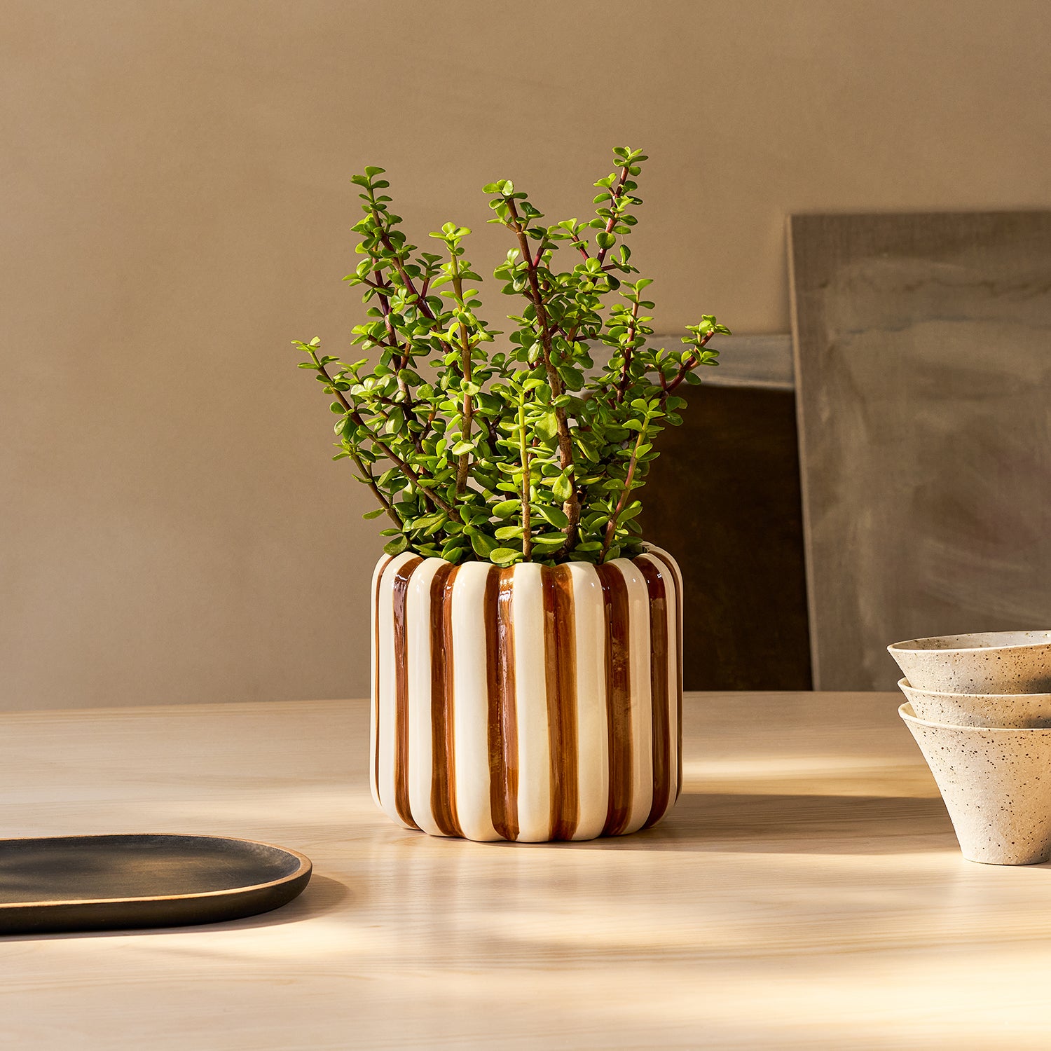 Portulacaria afra | Patch Plants