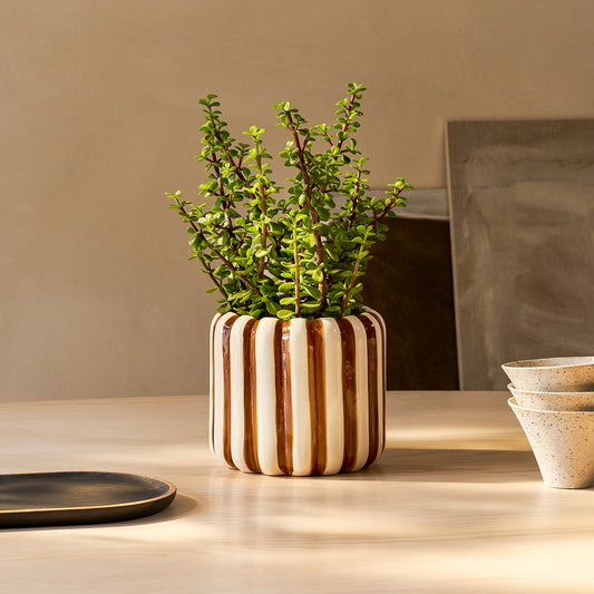 Portulacaria afra | Patch Plants