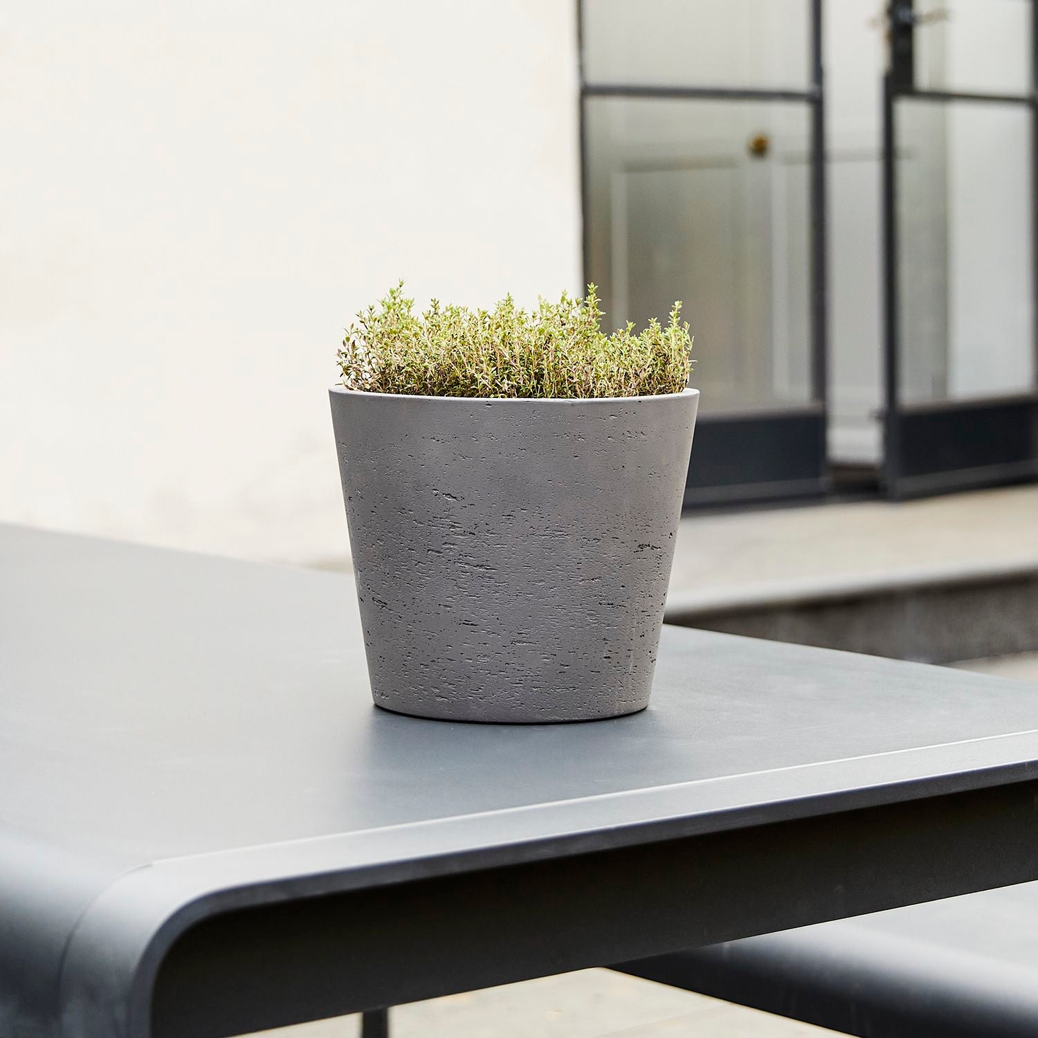 Thyme Herb