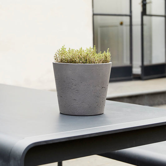 Thyme Herb