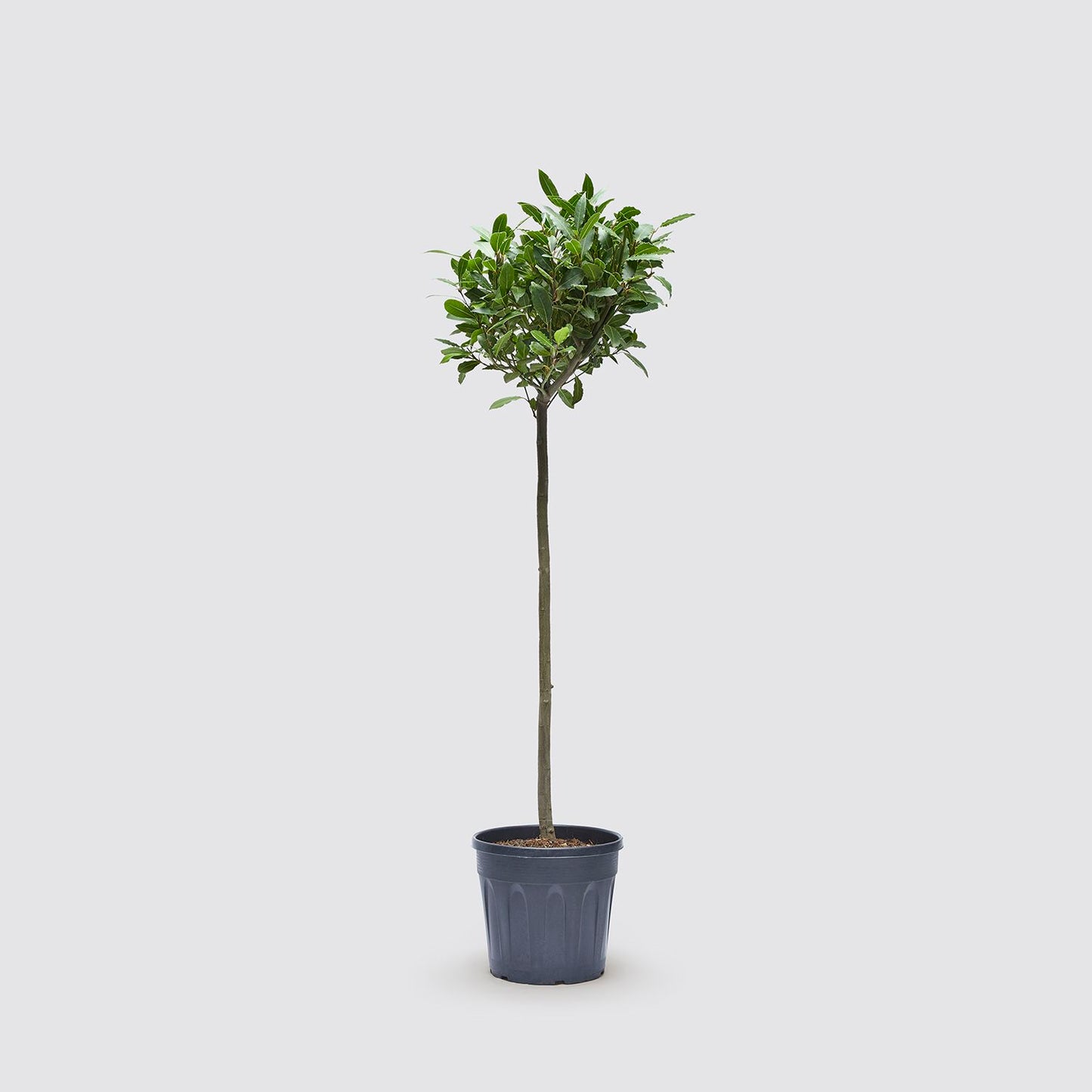 Laura tree