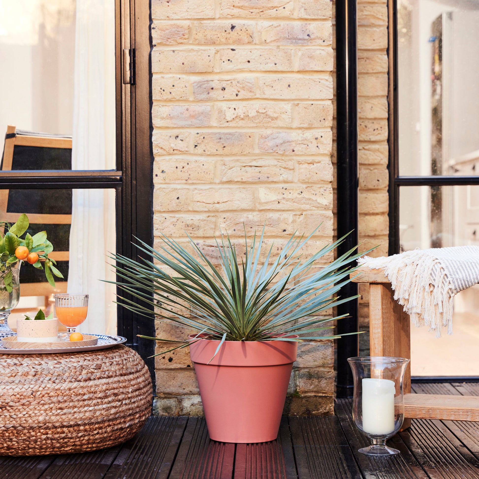 Yucca rostrata
