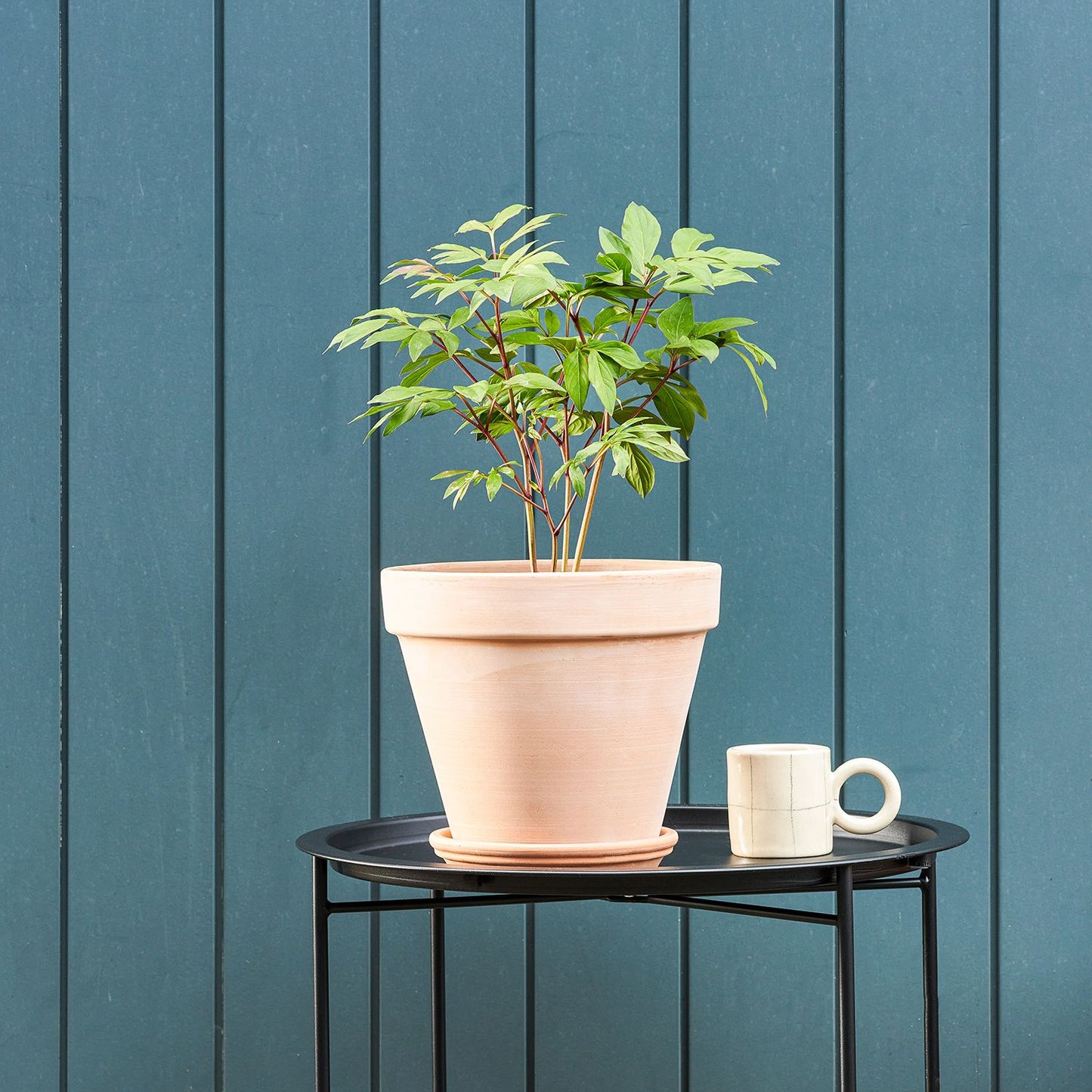 Peony potted roots - dark pink