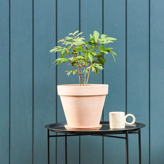 Peony potted roots - dark pink