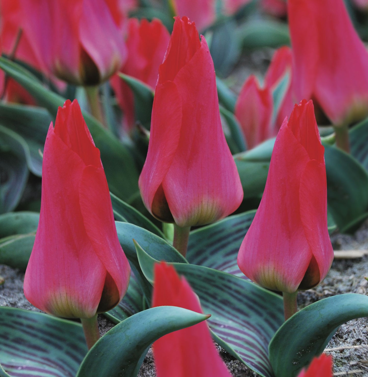 Perfect for Pots spring bulbs