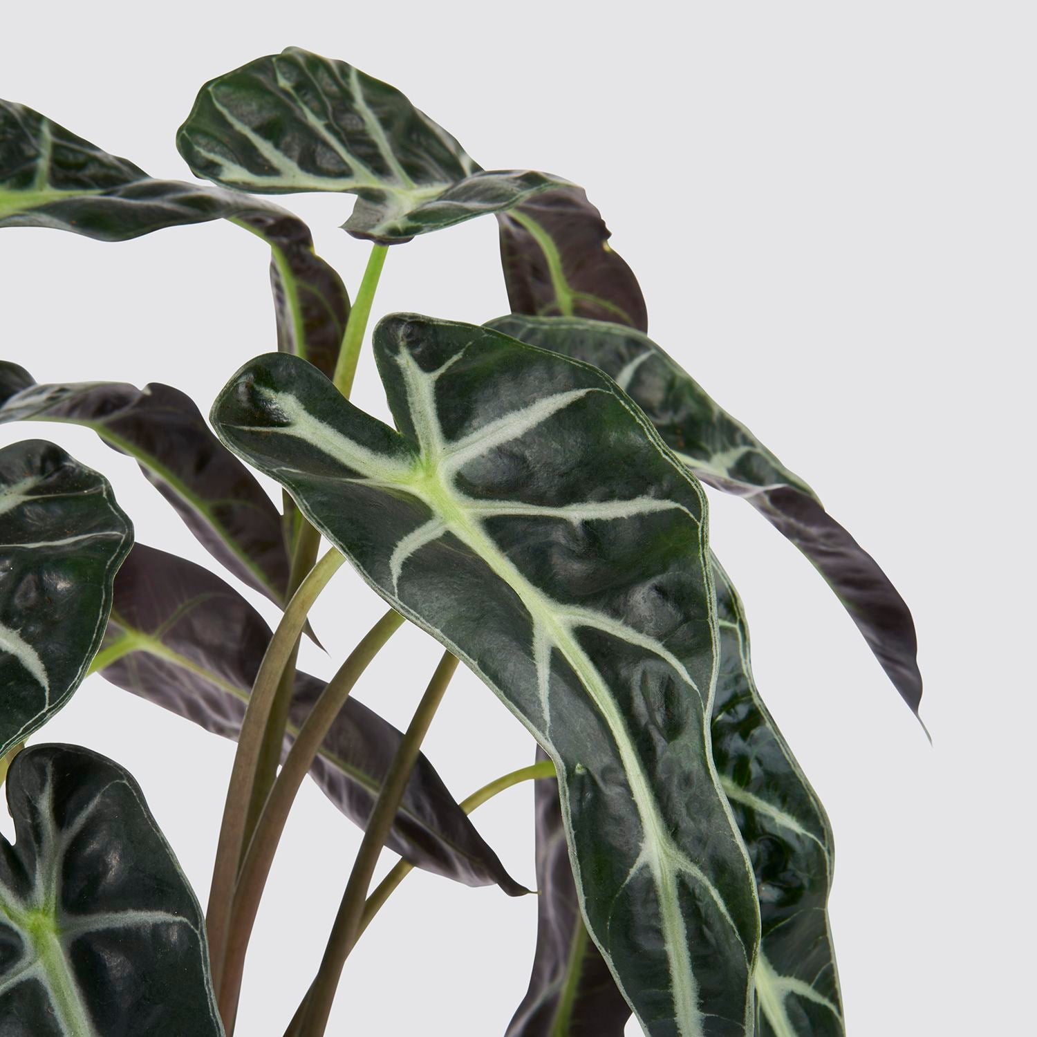 Alocasia 'Bambino'