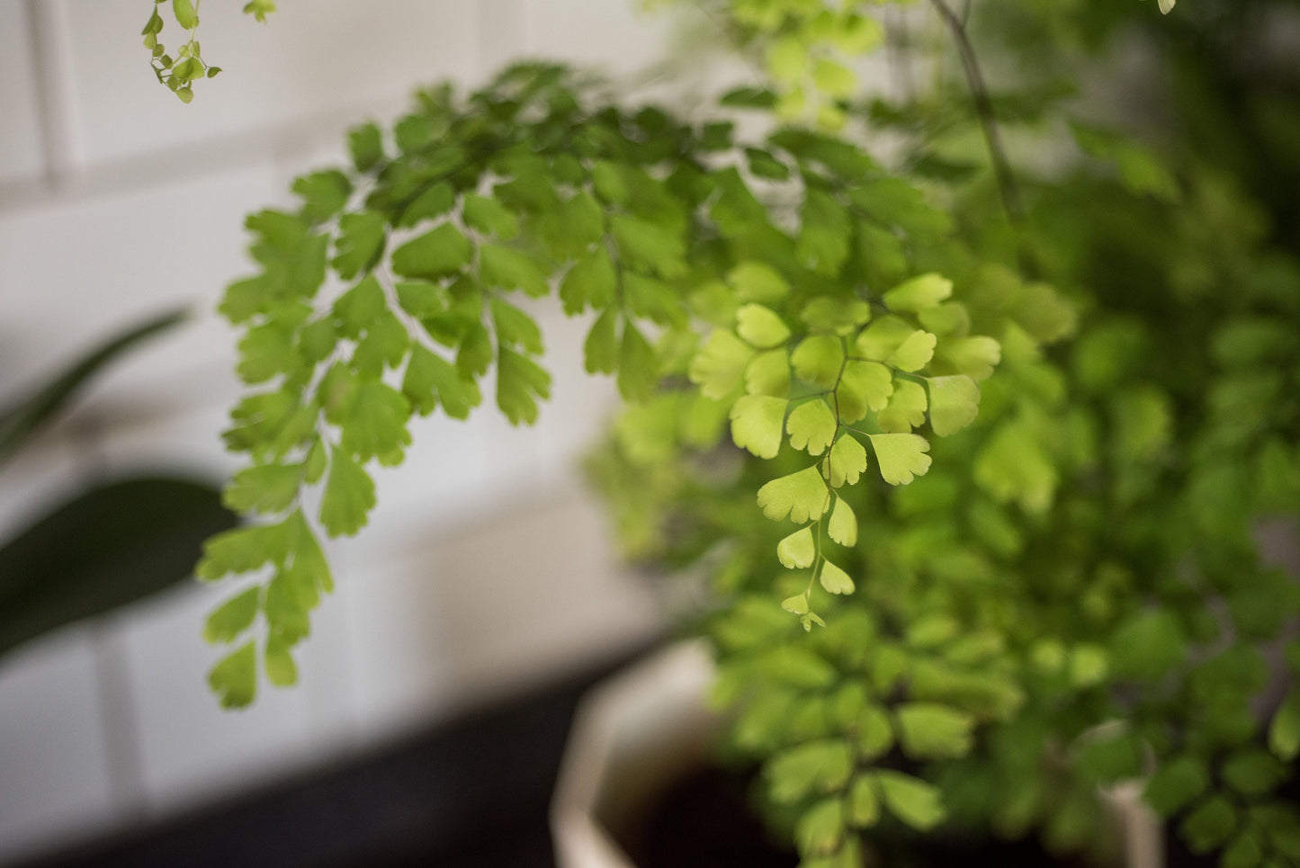 Maidenhair fern