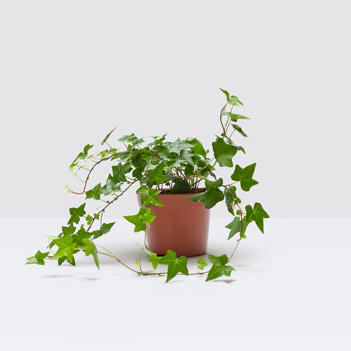 Ivy
