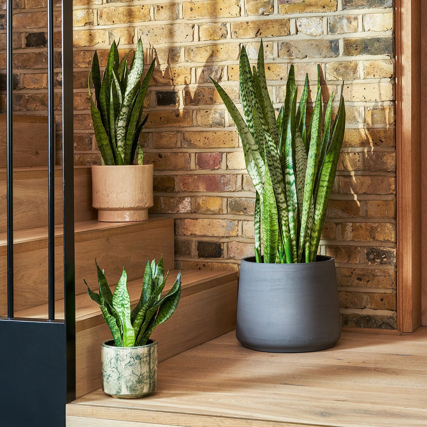 Snake Plant