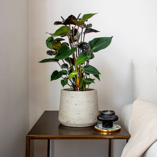 Anthurium - Black