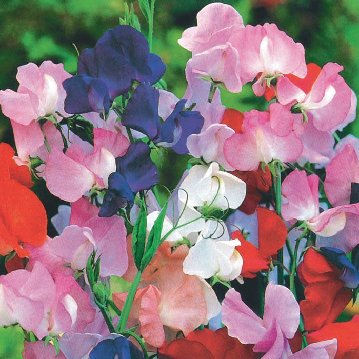 Balcony seeds kit