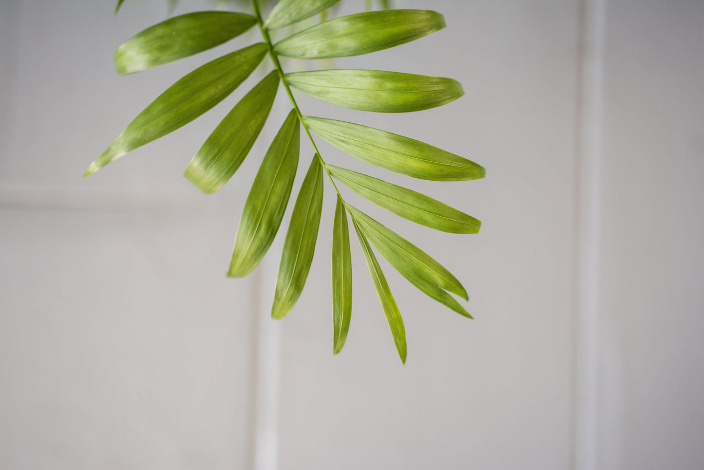 Parlour Palm