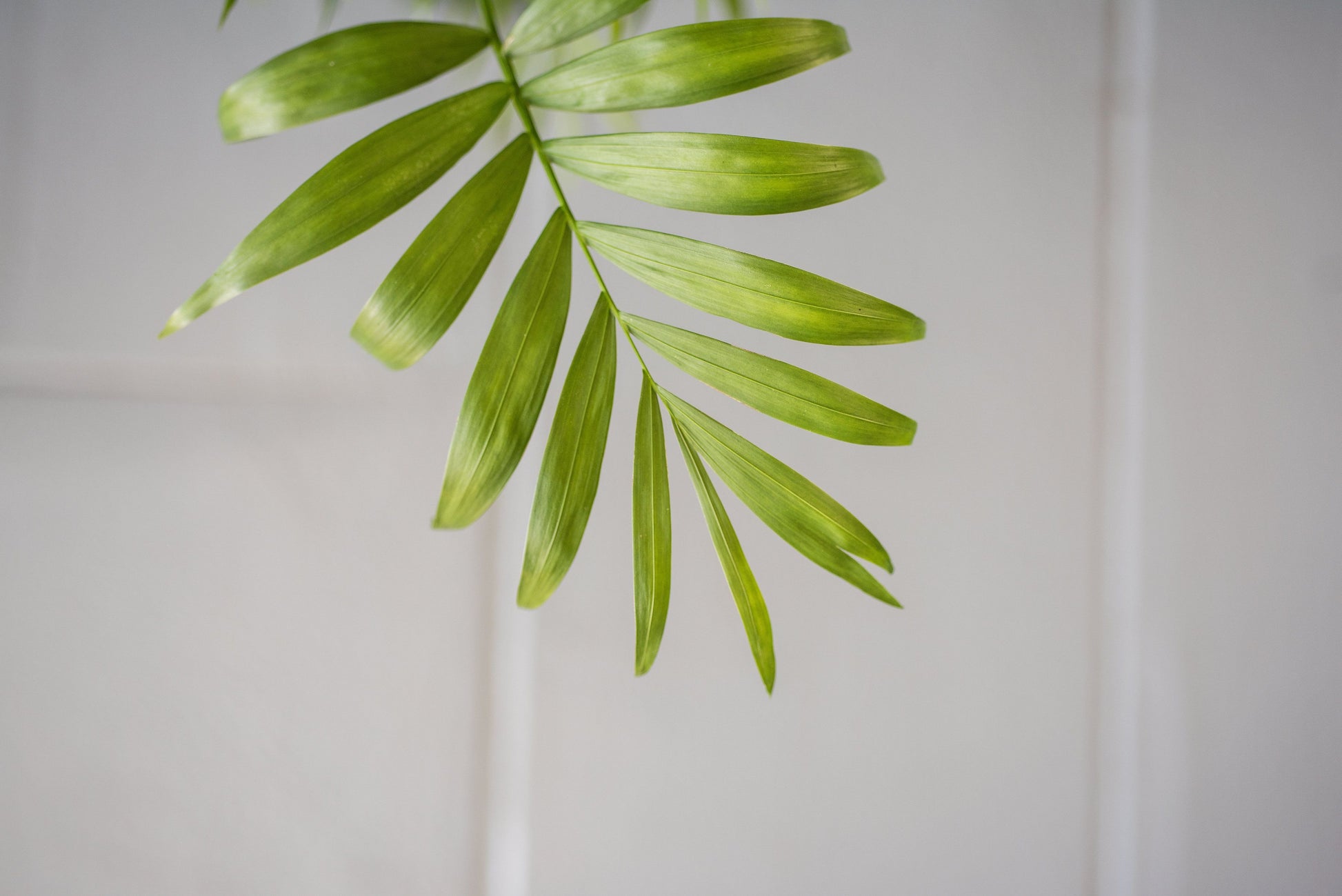Parlour Palm