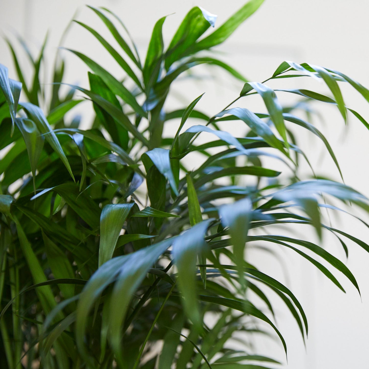 Parlour Palm