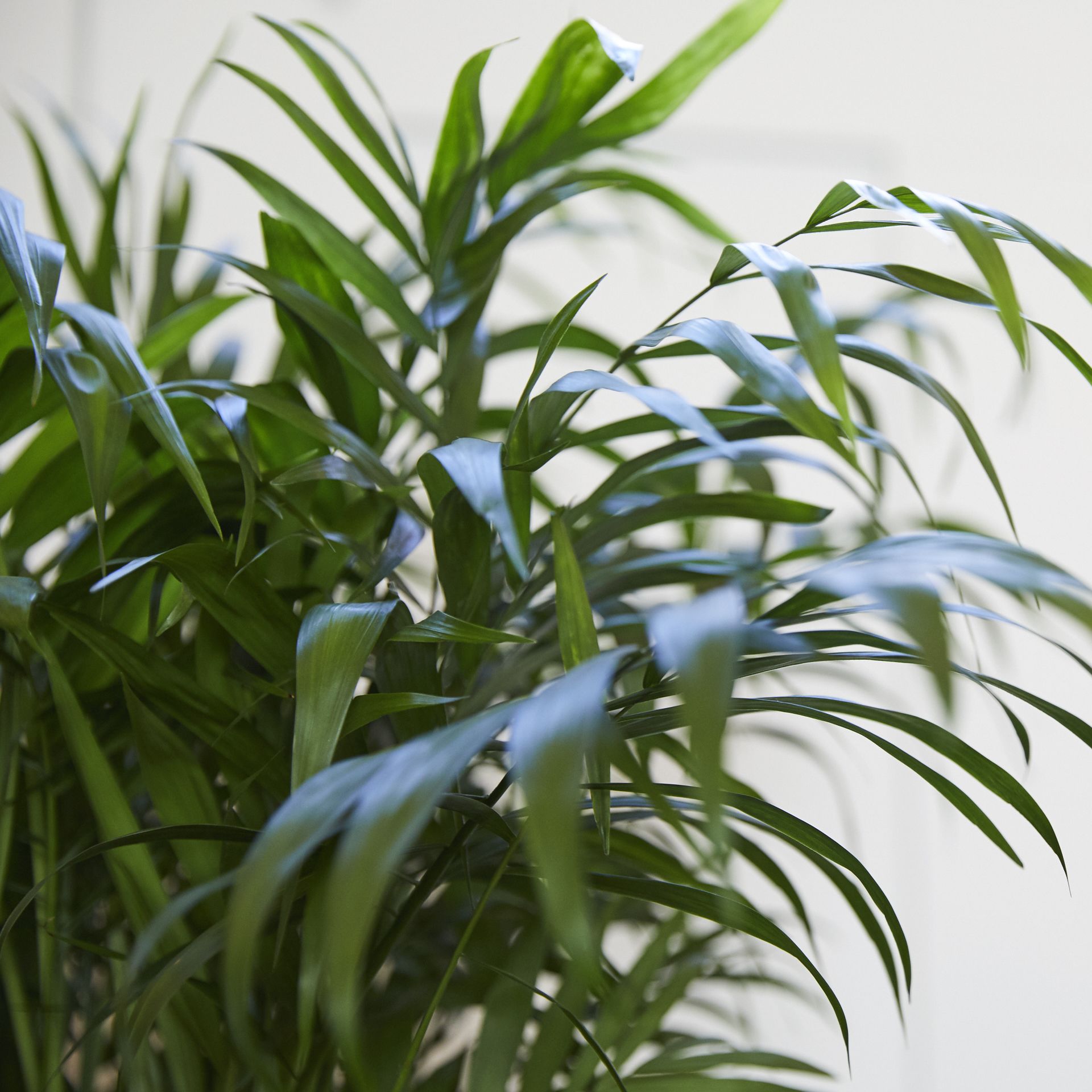 Parlour Palm