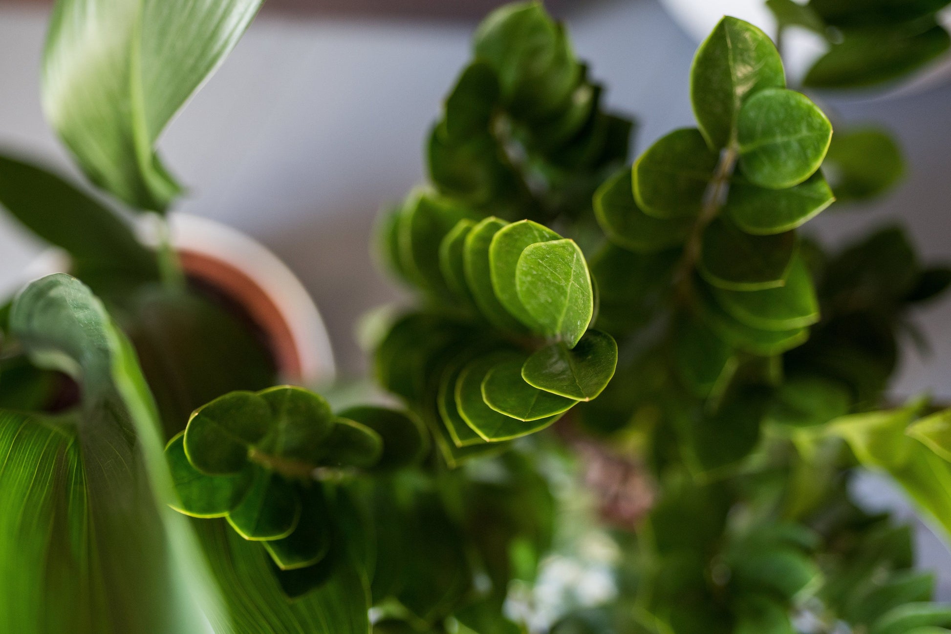 Zamioculcas zamiifolia