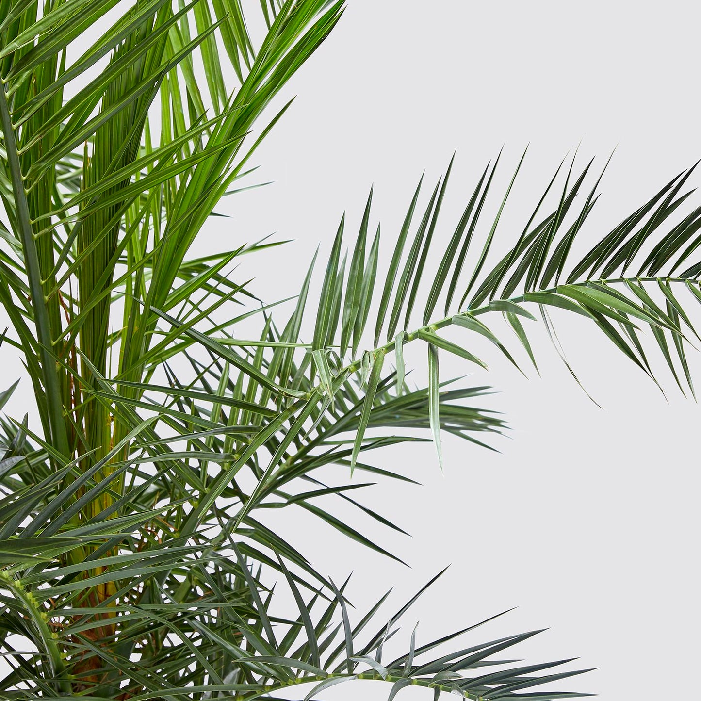 Canary Island date palm