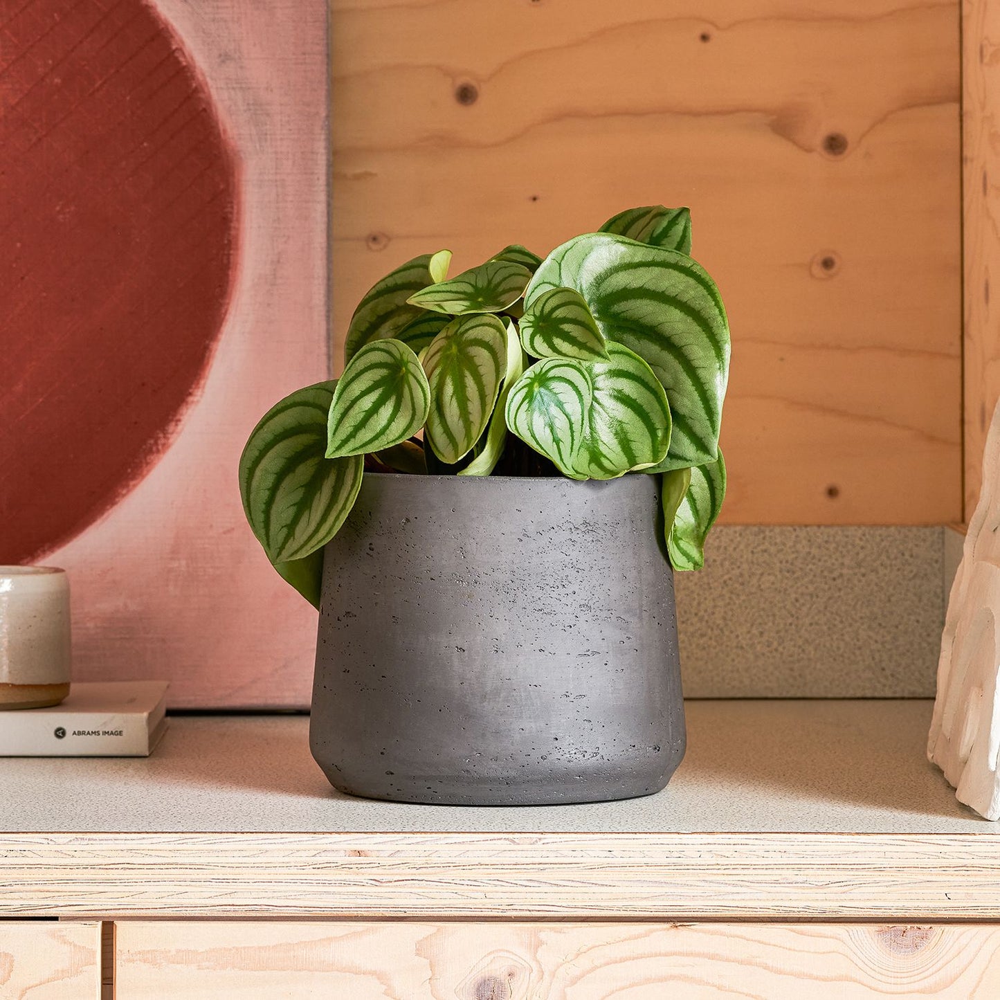 Watermelon peperomia