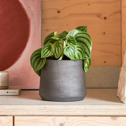 Watermelon peperomia