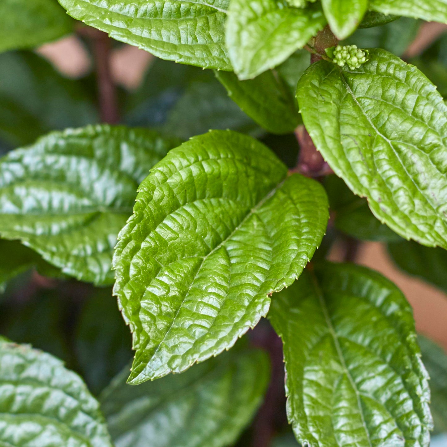 Hydrangea paniculata - pink