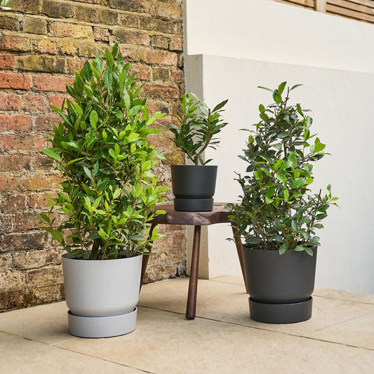 Bay tree