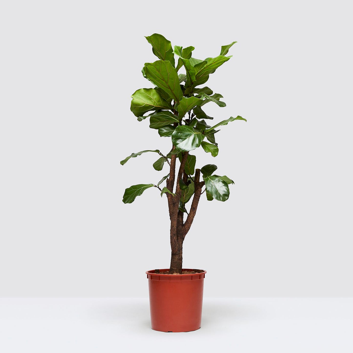 Fidel Tree