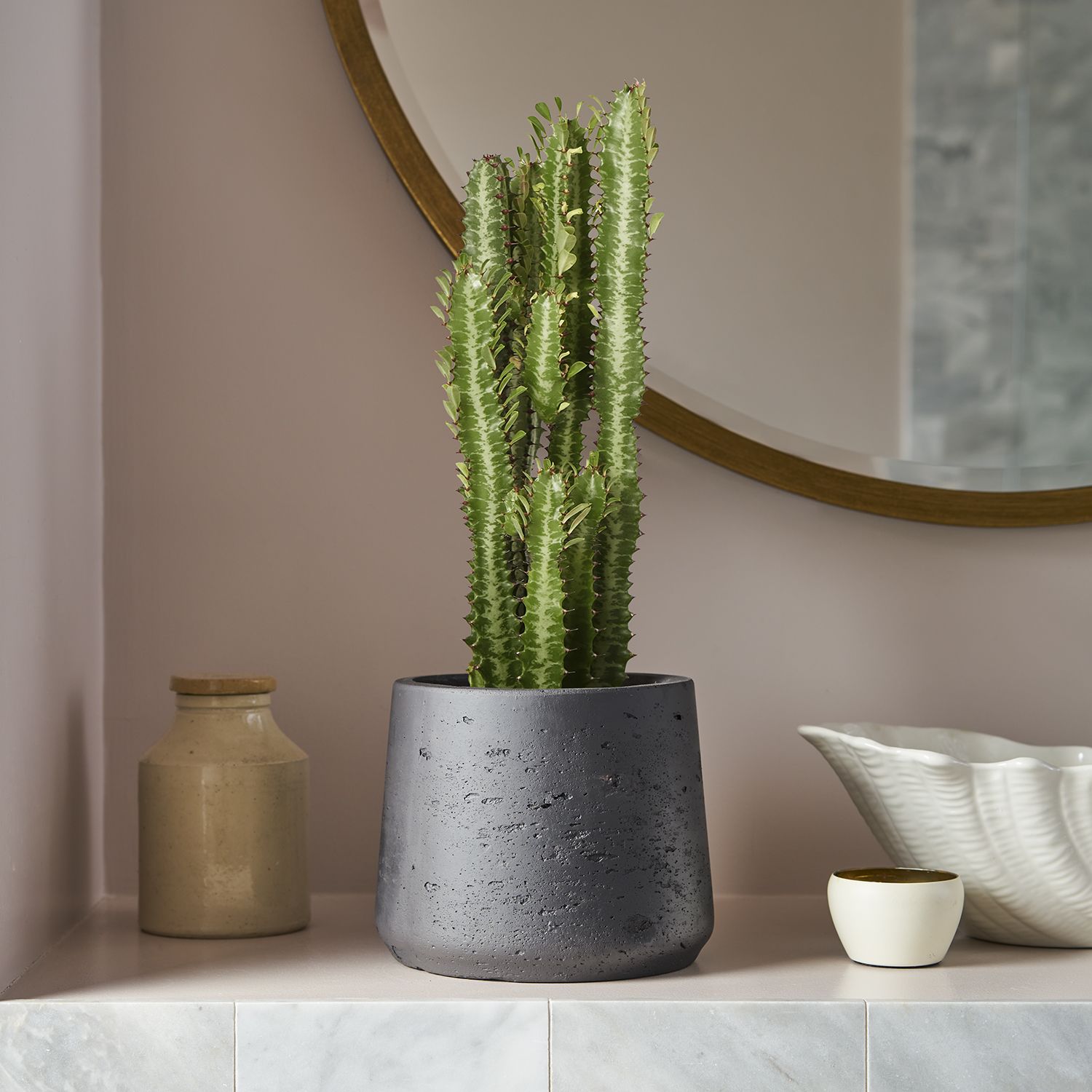 Euphorbia trigona