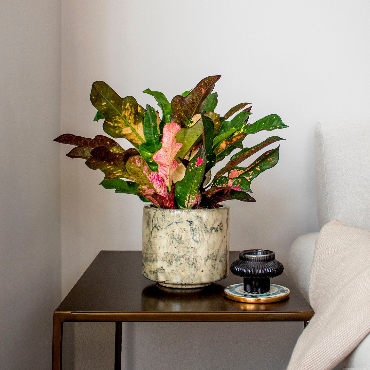Croton