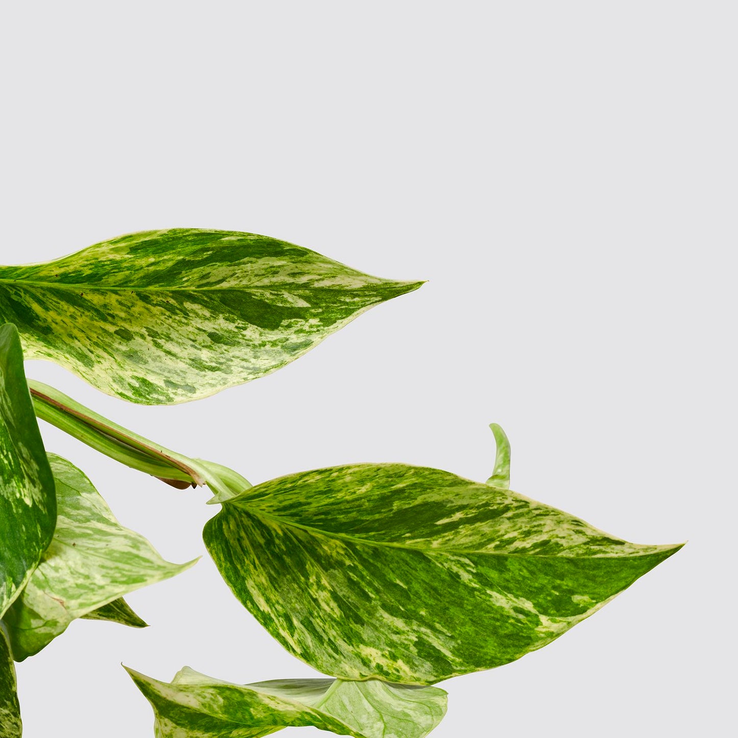Marble Queen pothos