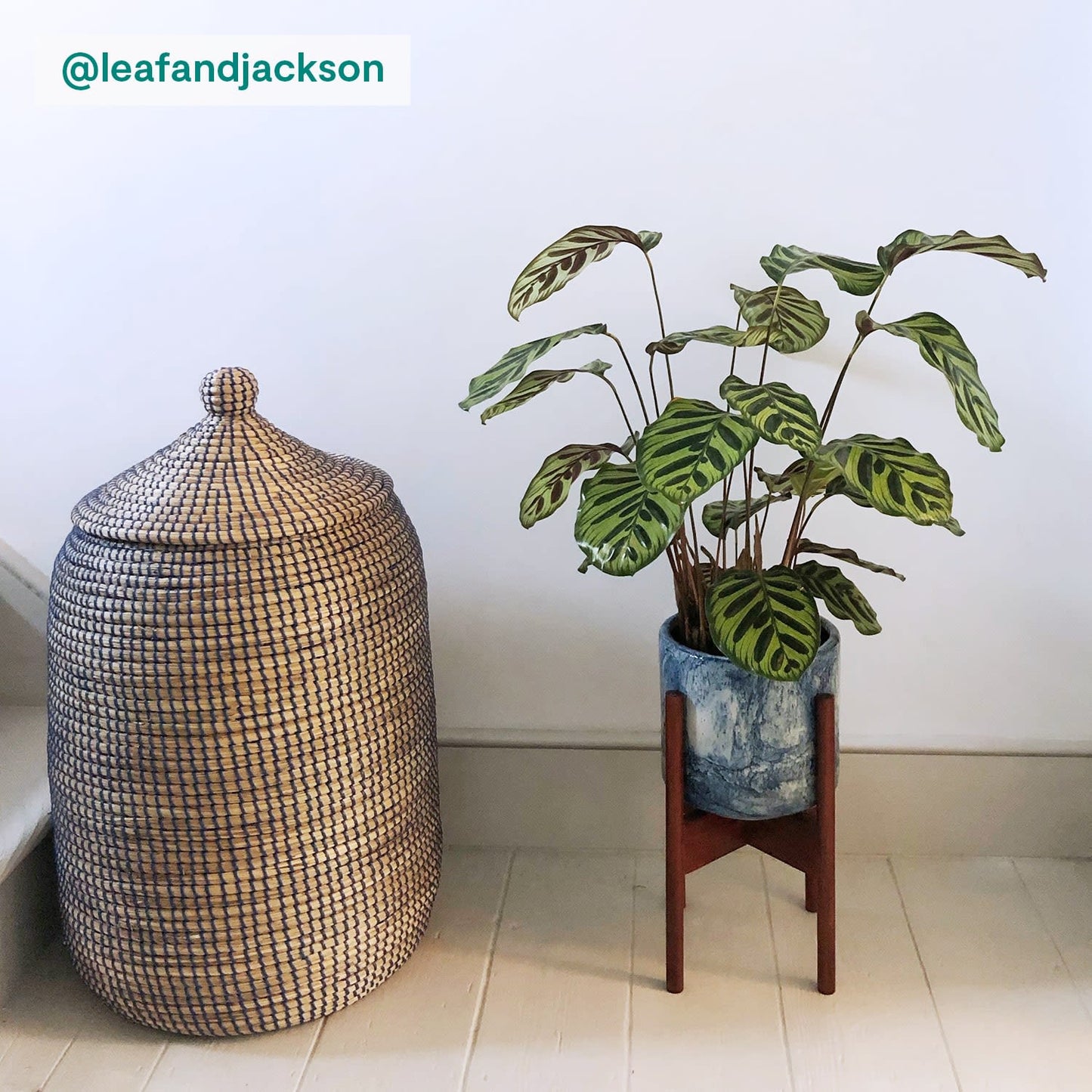 Calathea Makoyana