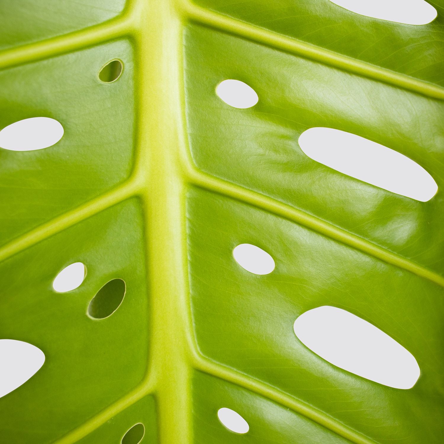 Swiss cheese plant