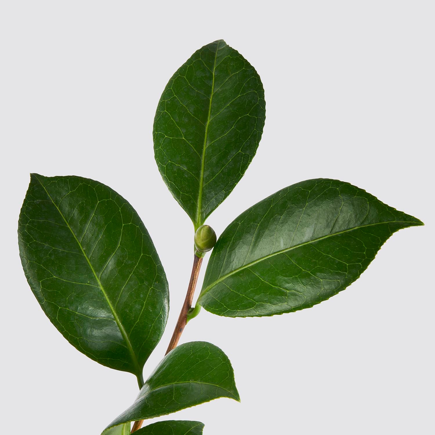 Camellia japonica - red