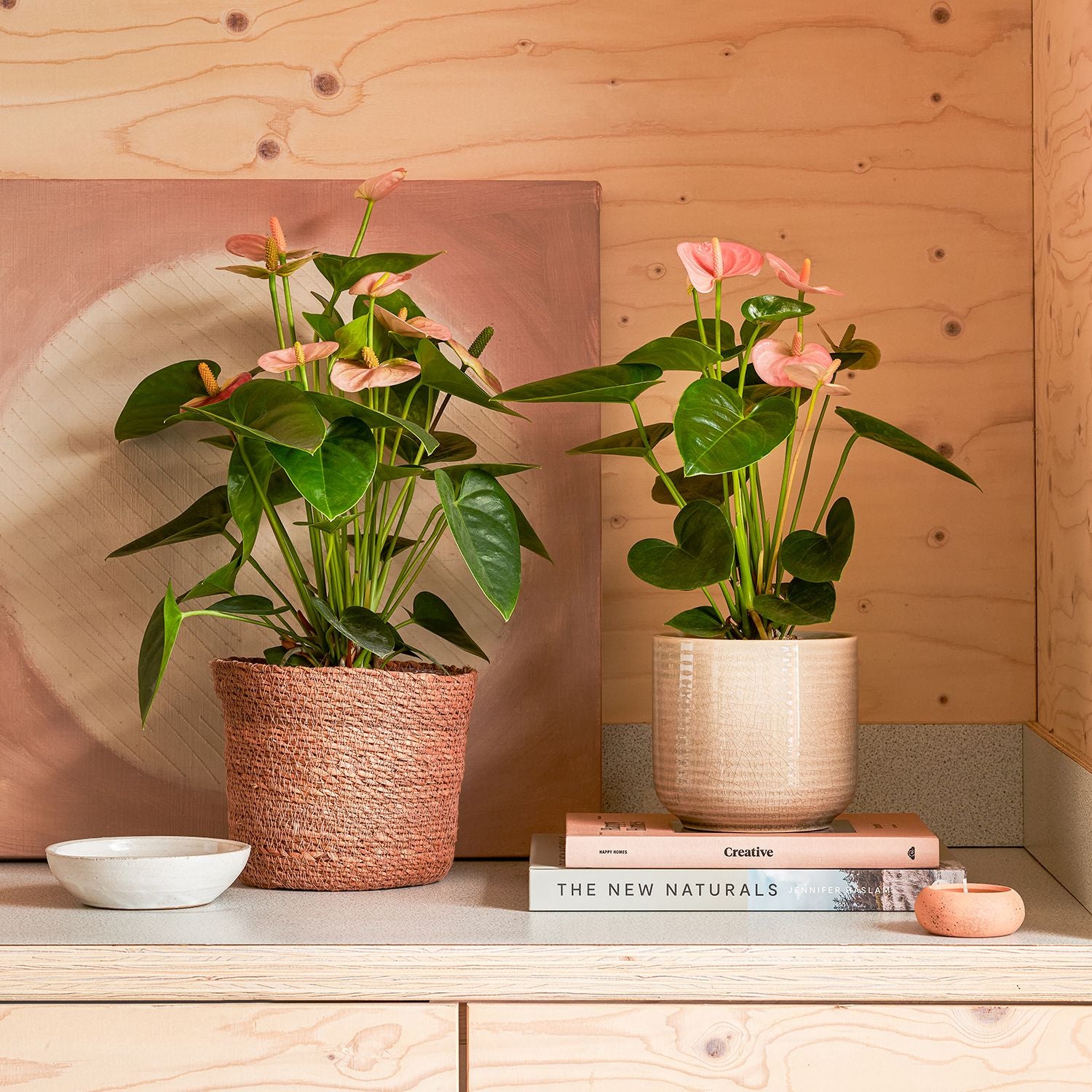 Anthurium - Pink