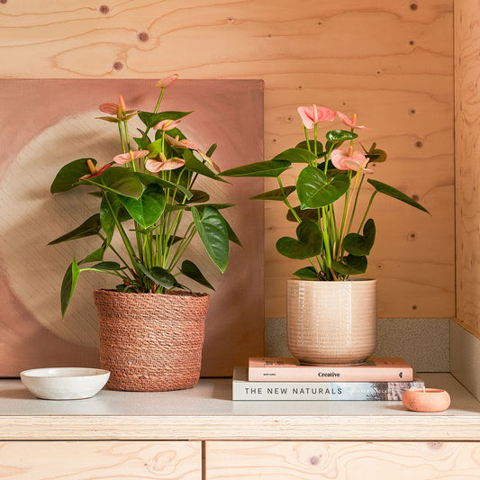 Anthurium - Pink