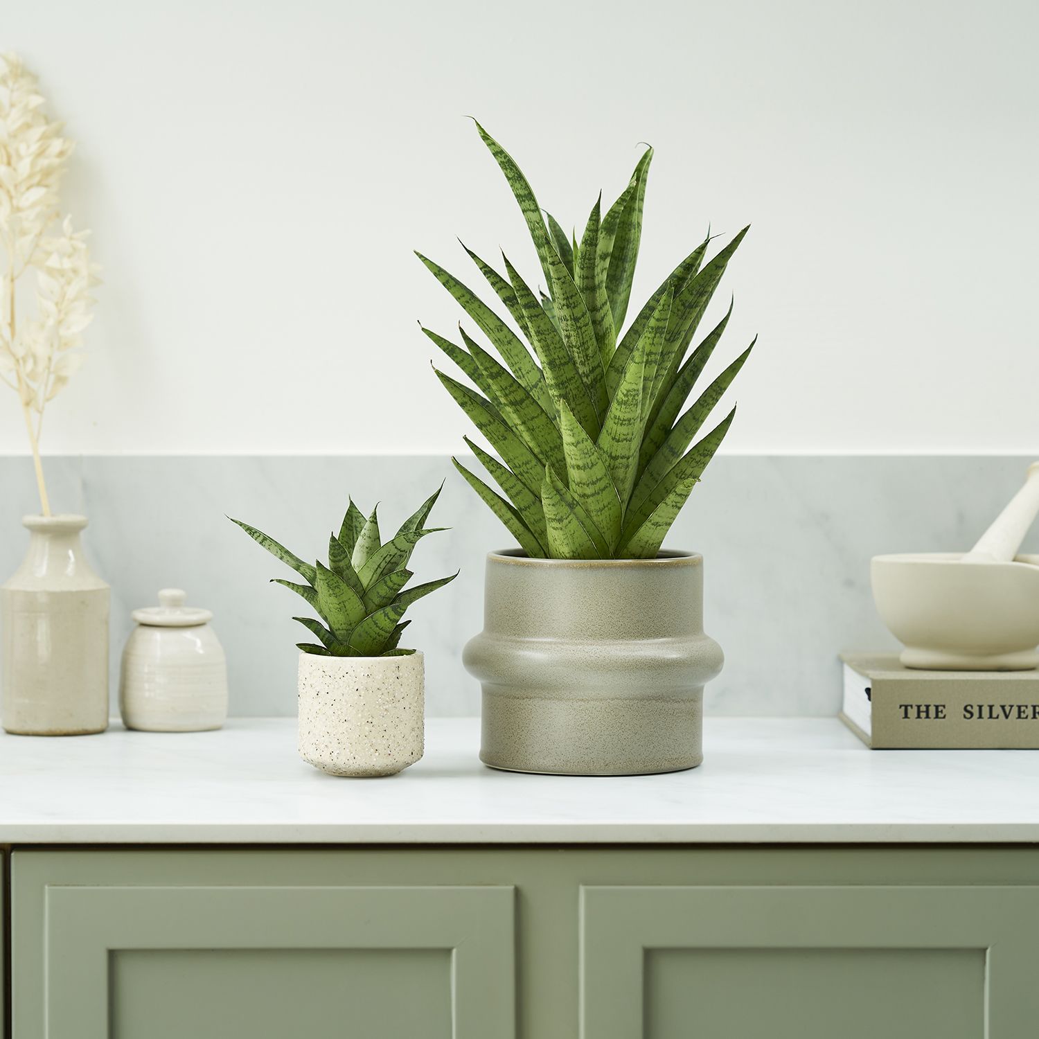 Sanseveria tough lady