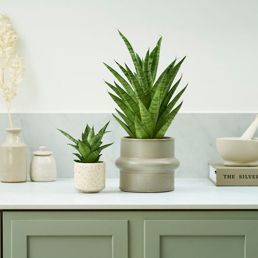 Sanseveria tough lady
