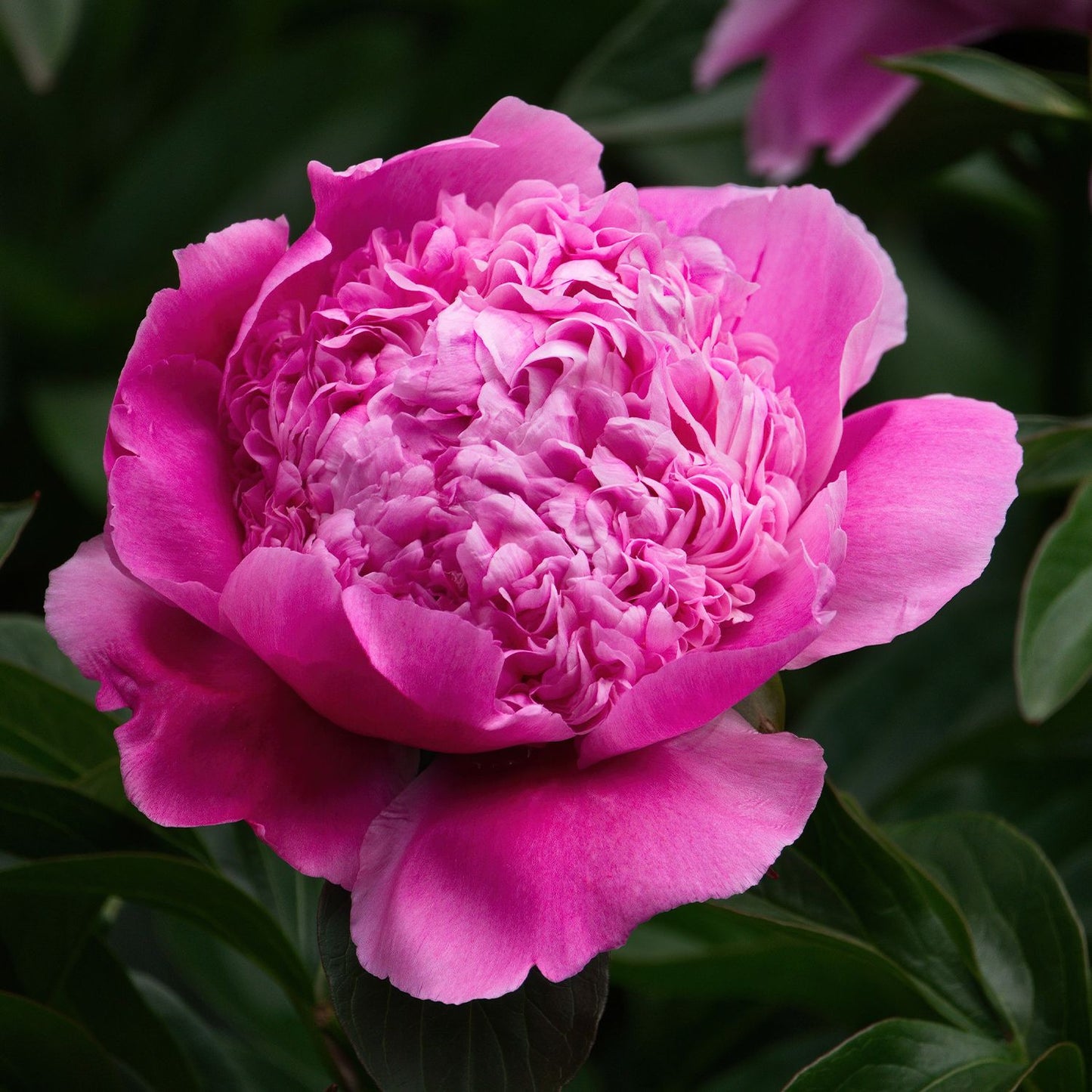 Peony potted roots - dark pink