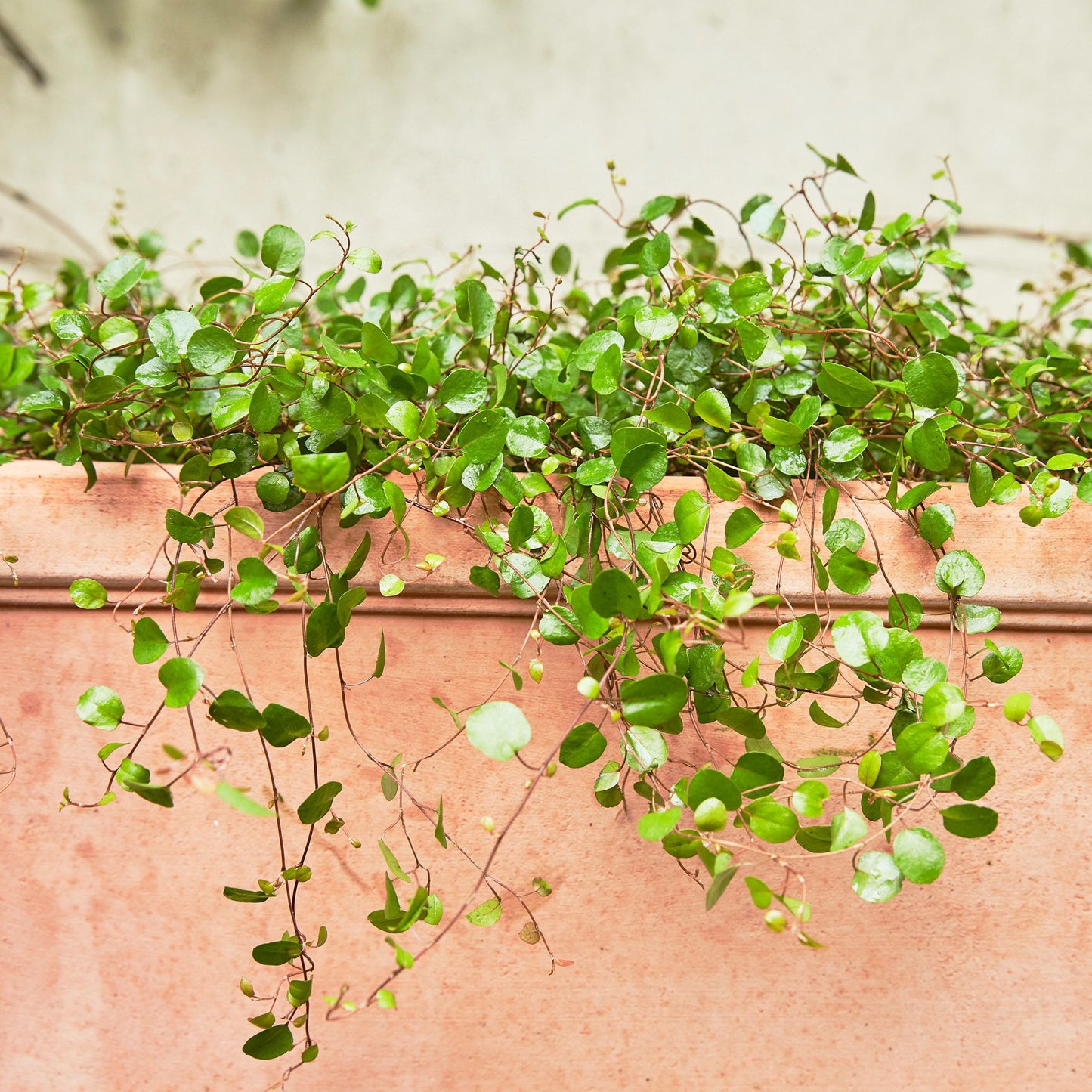Australian ivy