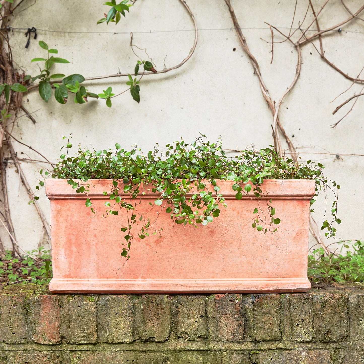 Australian ivy