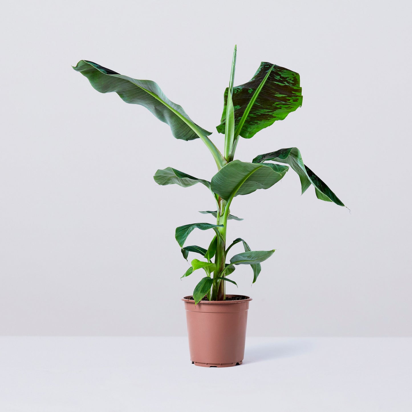 Musa