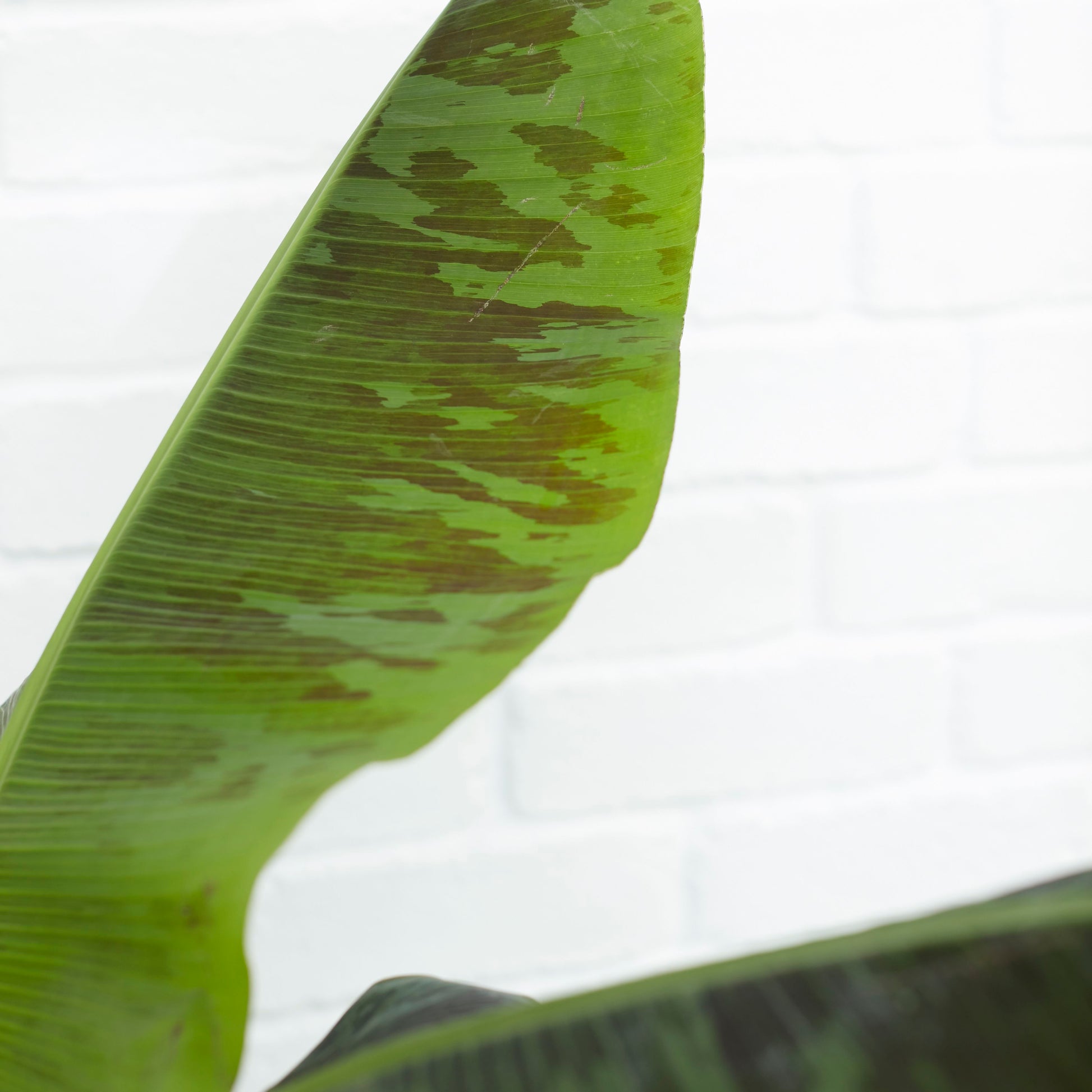 Musa 'Dwarf Cavendish'