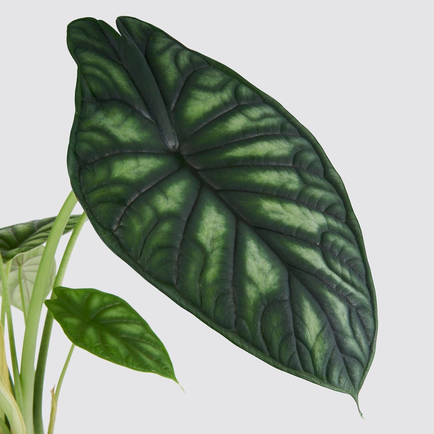 Alocasia Dragon scale