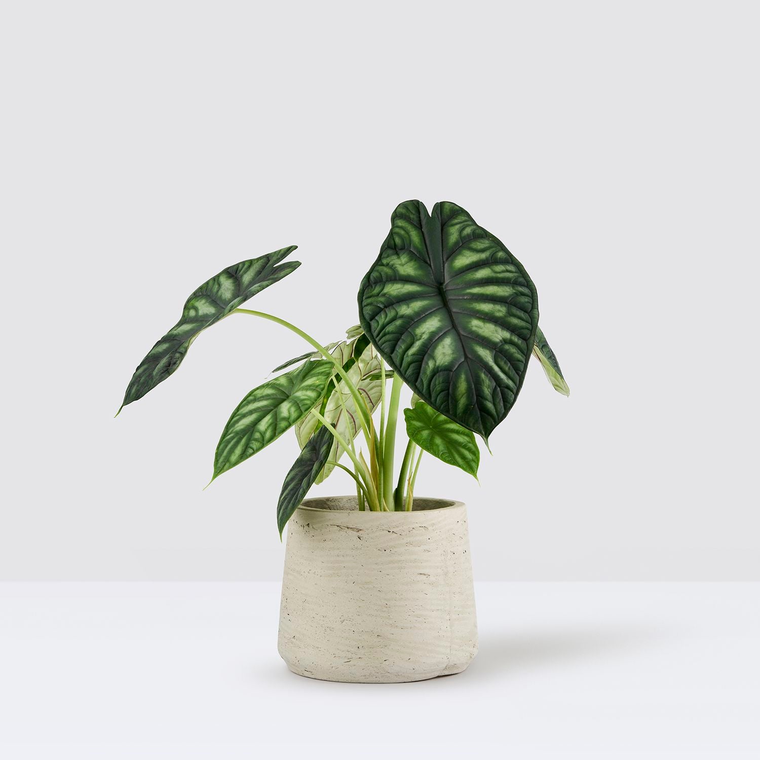 Alocasia Dragon scale